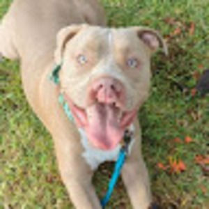 Meet your Posher, Daphne